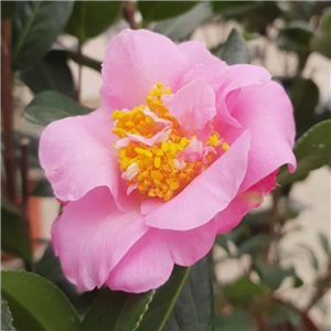 Camellia Japonica 'Gay Time'